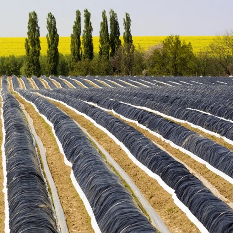 Biodegradable PLA/PBAT Agricultural Mulch Film for Weed Control