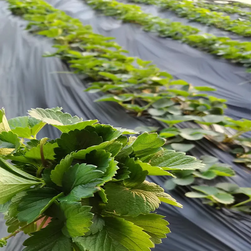 Biodegradable PLA/PBAT Agricultural Mulch Film for Weed Control